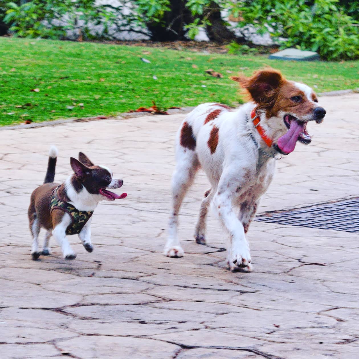 El amor no entiende de tamaños......#dog #dogsofinstagram #perros